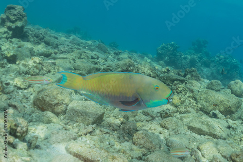  Fish swim in the Red Sea  colorful fish  Eilat Israel 