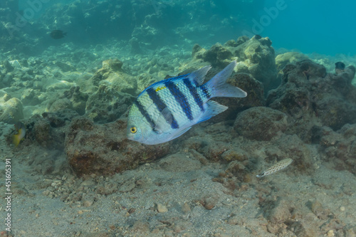  Fish swim in the Red Sea, colorful fish, Eilat Israel 