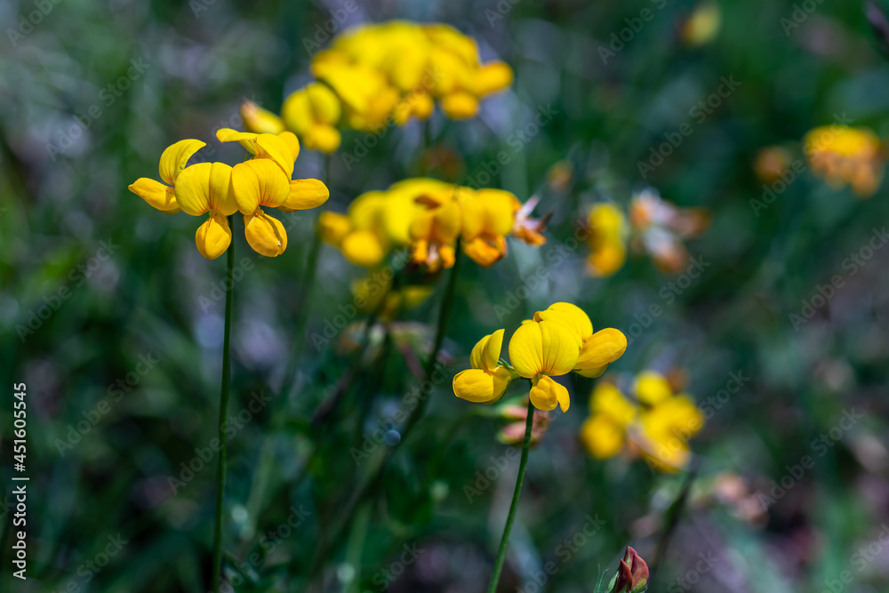 Obraz premium Lotus corniculatus flower in the field, close up shoot