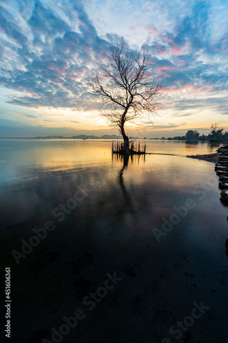A dead tree on the beach at sunrise time.