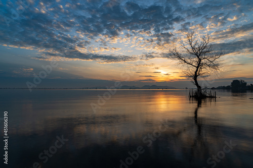 Obraz na płótnie A dead tree on the beach at sunrise time. w salonie