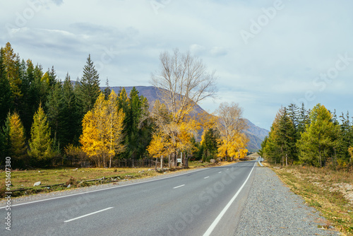 Colorful autumn landscape with birch tree with yellow leaves in sunshine near mountain highway. Bright alpine scenery with mountain road and trees in autumn colors. Highway in mountains in fall time.
