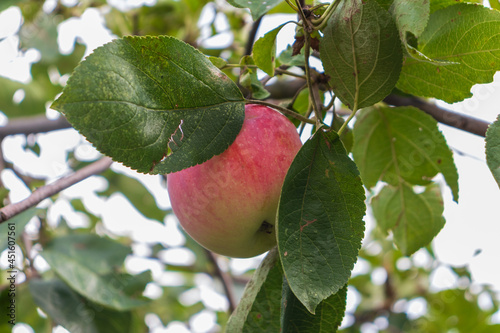 Apple tree with apples