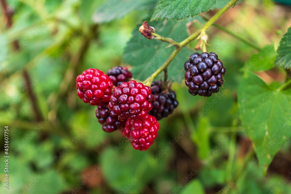 ripe and unripe blackberries on the bush with selective focus. Bunch of berries ripe and unripe blackberries on the bush with selective focus. Bunch of berries