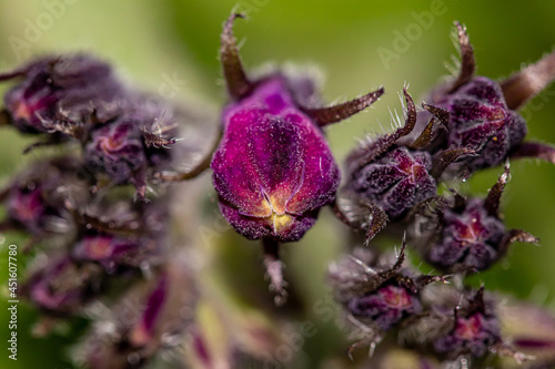 Symphytum officinale flower in the field, macro photo