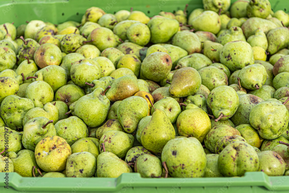 Many Ripe fall pears in a container in autumn Many Ripe fall pears in a container in autumn