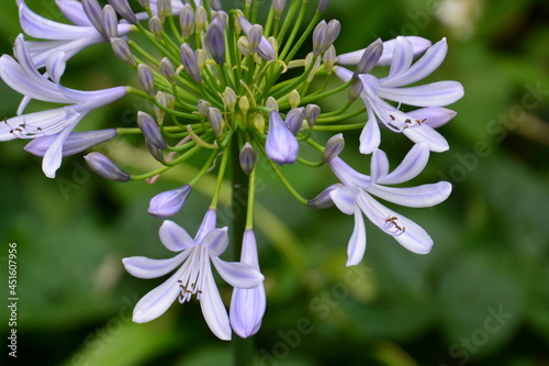 紫色の花