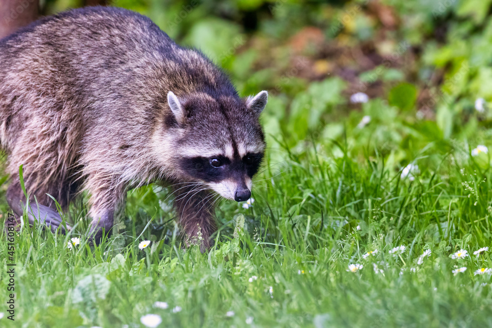 Obraz premium large raccoon walking along in grass with clover
