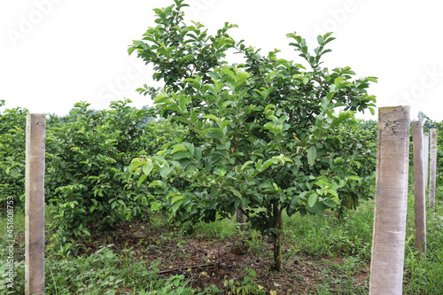 guava firm closeup for harvest