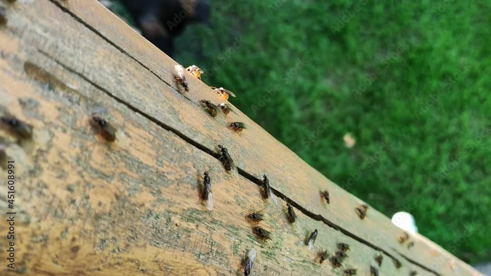 Mating Period Of Ants. Swarm Of Winged Ants. Macro Ant Queen
Mating Period Of Ants. Swarm Of Winged Ants. Macro Ant Queen