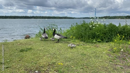 Canada Geese Family