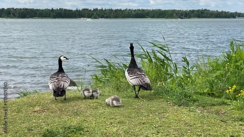 Canada Geese Family