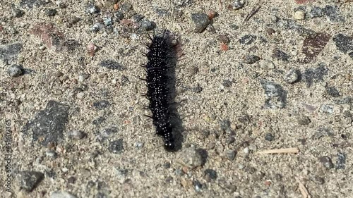 Catepillar moving forward