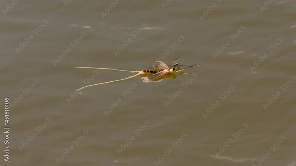 Tisza mayflies (Palingania longicauda) swarming, River Tisza, Hungary Tisza mayflies (Palingania longicauda) swarming, River Tisza, Hungary