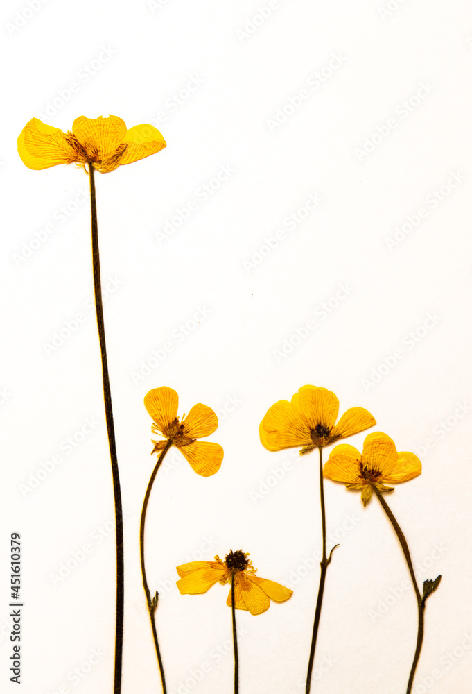 Obraz premium Elegant display of five dried and pressed buttercups; against white background