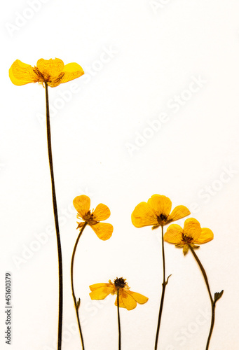 Elegant display of five dried and pressed buttercups  against white background