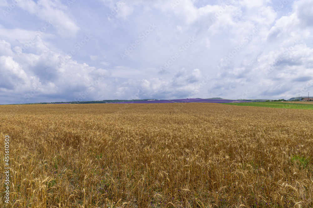 Grain field at the day light with blue sky