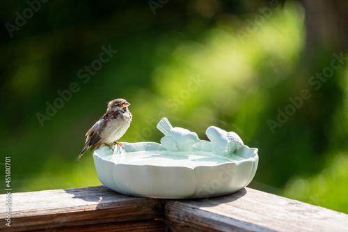 sparrow on a birdbath at a sunny summerday
