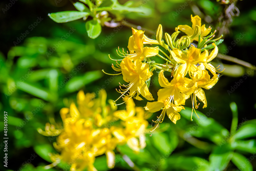 Fototapeta premium Yellow rhododendron blooms in spring in the garden 