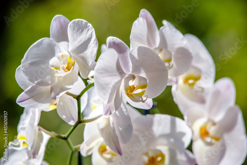 Fototapeta Naklejka Na Ścianę i Meble -  White Orchid branch on green natural background
