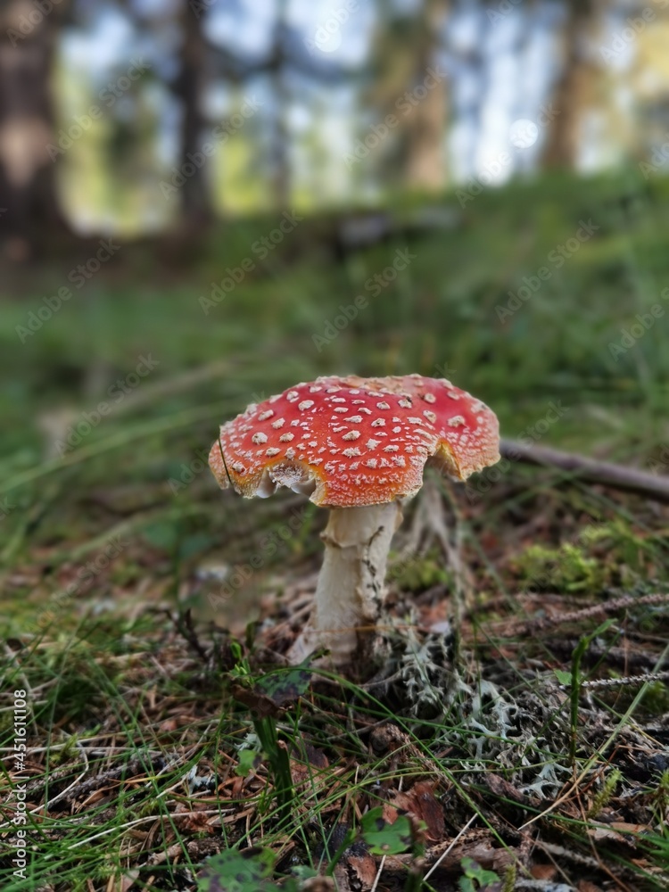 slug damages, eaten from a snail a fly agaric in the forest slug damages, eaten from a snail a fly agaric in the forest