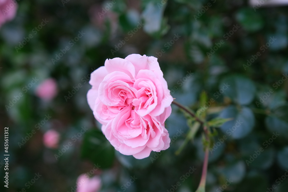 薔薇 薔薇