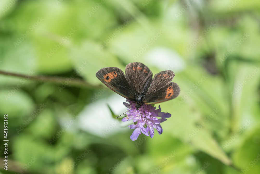 Rundaugen Mohrenfalter auf Blüte in der sonne Rundaugen Mohrenfalter auf Blüte in der sonne