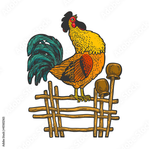 rooster crows on the fence color sketch engraving vector illustration. T-shirt apparel print design. Scratch board imitation. Black and white hand drawn image.