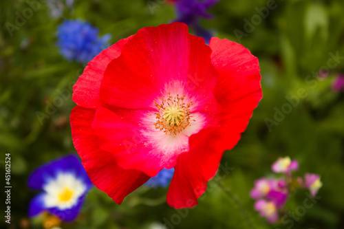 Red blossoming poppy in wildflower meadow in Dublin, Ireland