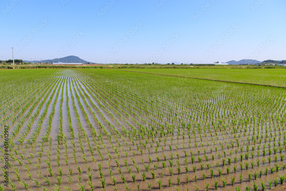 Korean traditional rice farming. Rice planting landscape in Korea. Korean rice paddies.Rice field and the sky in Ganghwa-do, Incheon, South Korea.