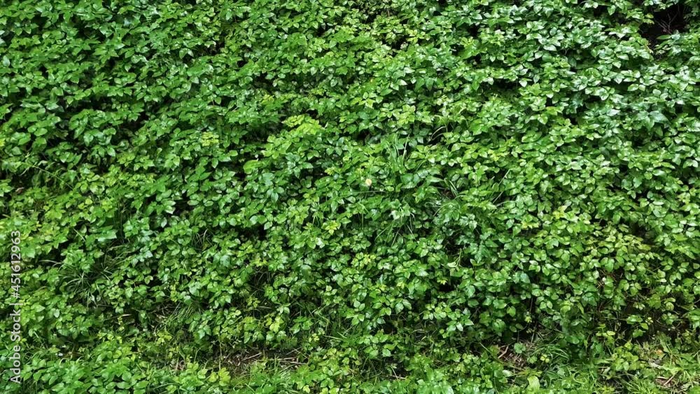 Rain on the green grass. Raindrops on green leaves. Rain in the thickets. Rain on the green grass. Raindrops on green leaves. Rain in the thickets.