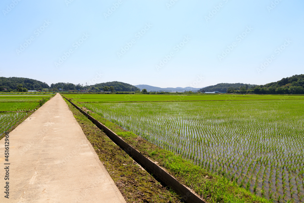 Korean traditional rice farming. Rice planting landscape in Korea. Korean rice paddies.Rice field and the sky in Ganghwa-do, Incheon, South Korea. Korean traditional rice farming. Rice planting landscape in Korea. Korean rice paddies.Rice field and the sky in Ganghwa-do, Incheon, South Korea.