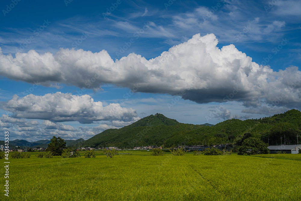Fototapeta premium 夏の空 