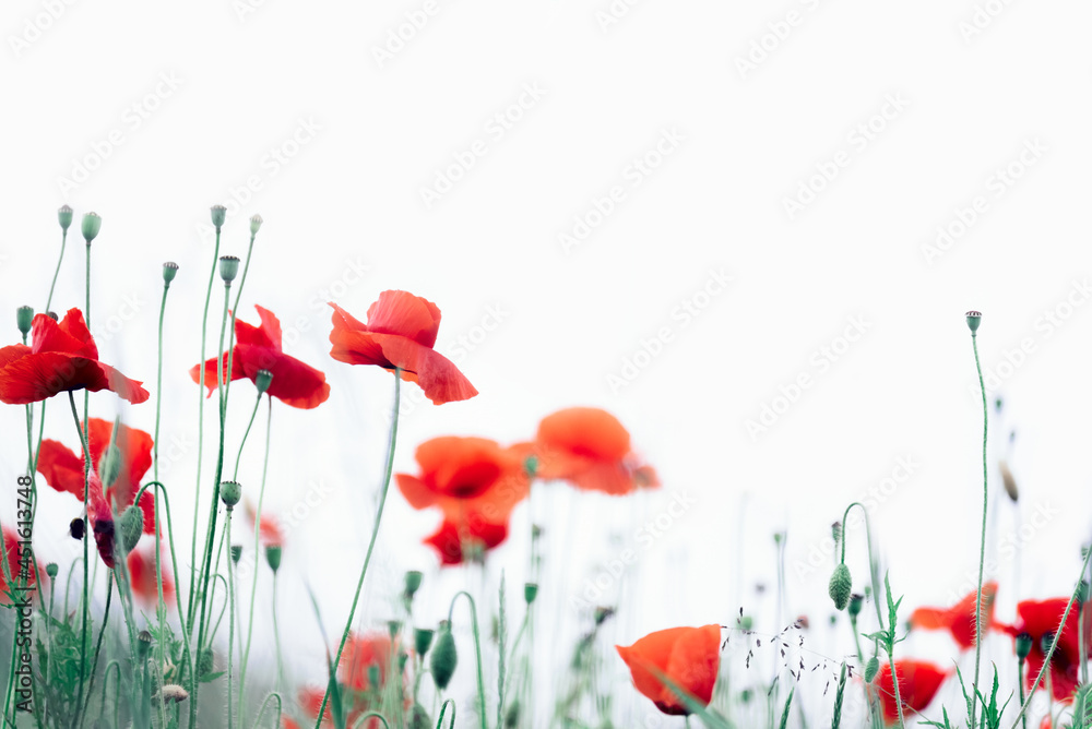 Obraz premium Red poppy isolated on white. Soft focus
