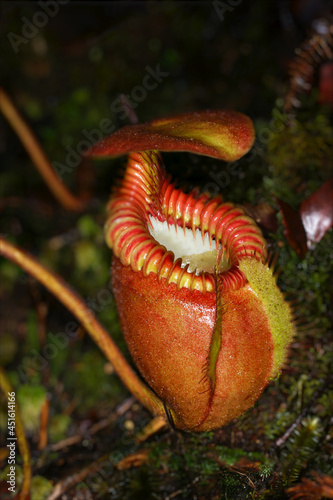 Red pitcher of Nepenthes villosa, carnivorous pitcher plant, Sabah, Borneo photo