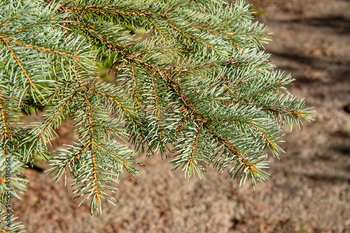 Green pine branches in the garden in August photo