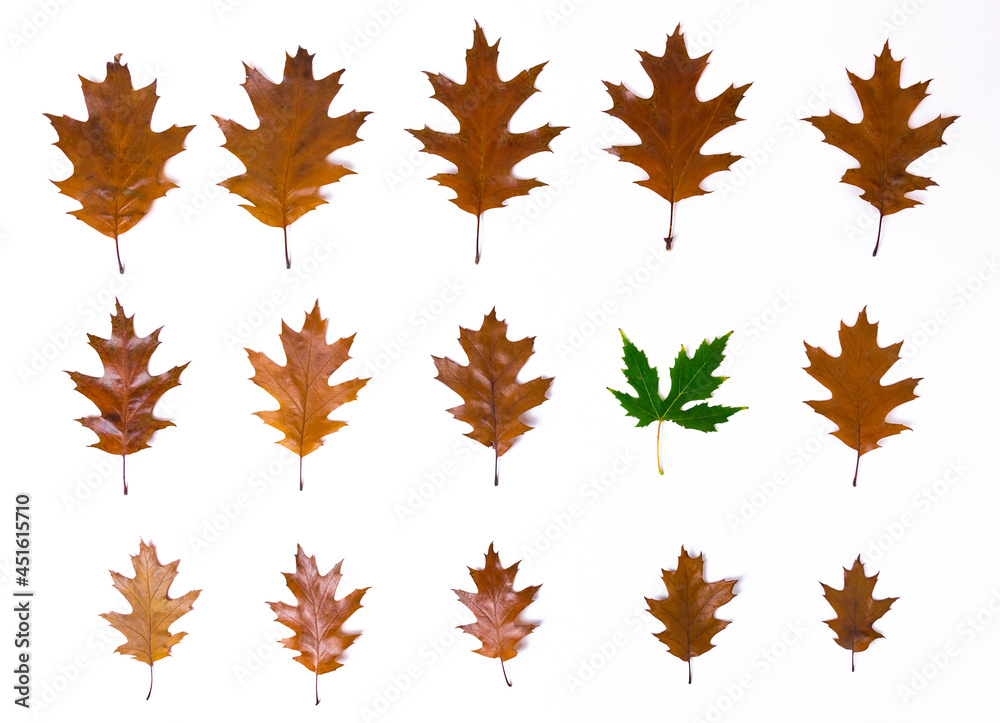 One green maple leaf in rows of brown autumn oak leaves lined in rows from large to small and isolated on a white background.