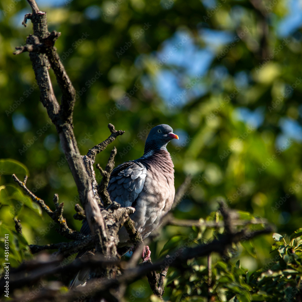 European wild pigeon, turtle dove, wood pigeon. Close-up photo of a wild pigeon sitting on top of an old pear. With copy space European wild pigeon, turtle dove, wood pigeon. Close-up photo of a wild pigeon sitting on top of an old pear. With copy space