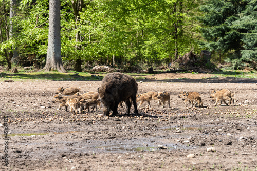 Der Erlebnis Wald Trappenkamp bietet auf mehr als 100 Hektar Wildgehege und Erlebnispfade ein einmaliges Naturerlebnis  hier eine Rotte Wildschweine