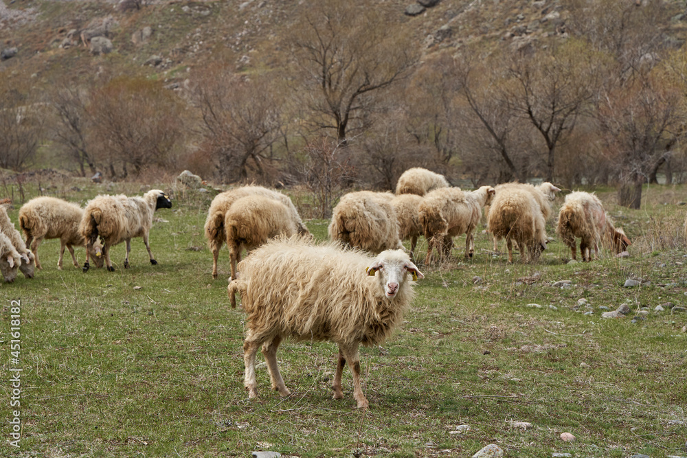 A flock of sheep grazes in a meadow in the mountains