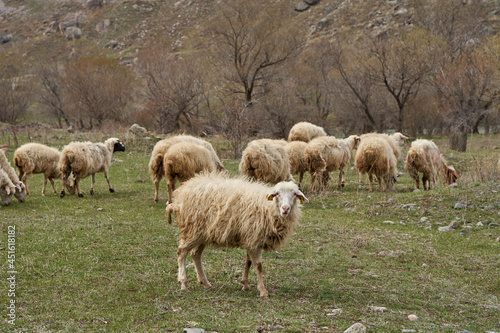 A flock of sheep grazes in a meadow in the mountains