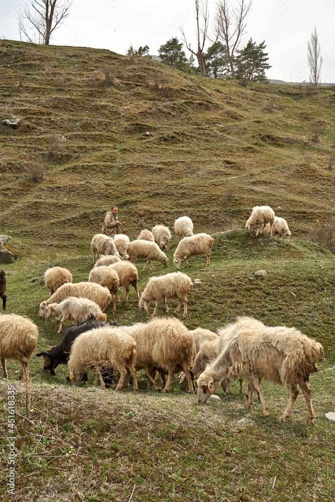 Obraz premium A flock of sheep grazes in a meadow in the mountains