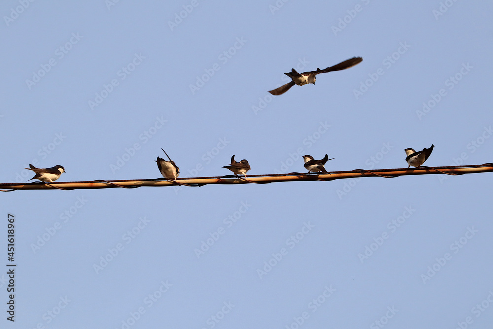 Swallows on an electric power cable at sunset looking at another Swallow in flight Swallows on an electric power cable at sunset looking at another Swallow in flight