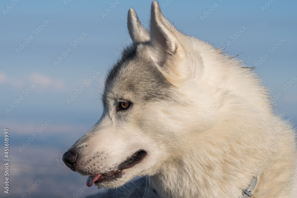 siberian husky dog