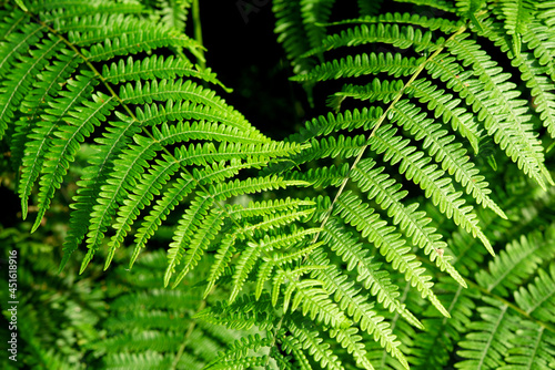 background of two leaves of green fern