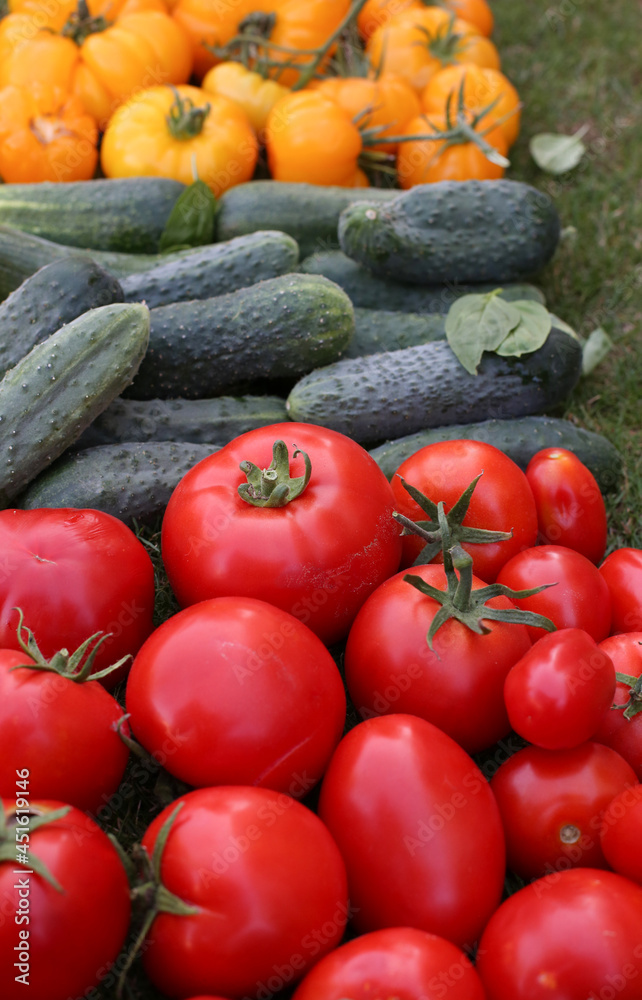 A rich harvest of tomatoes