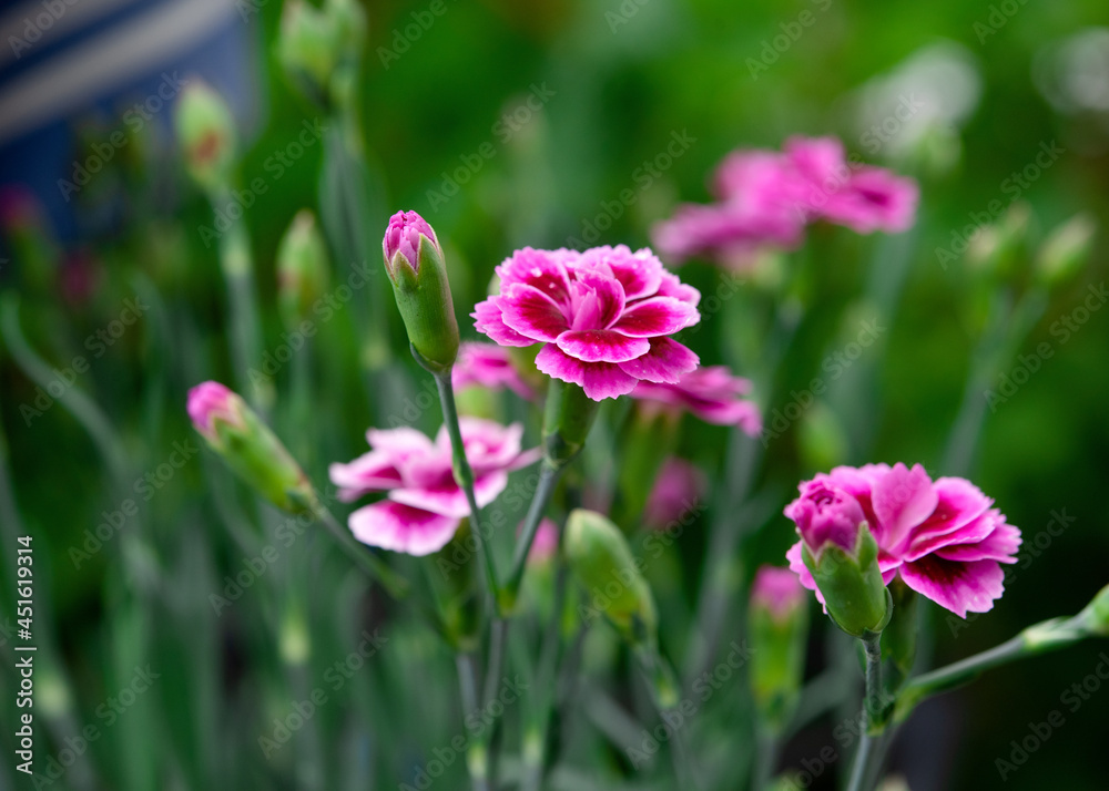 pink carnations in the garden in summer day