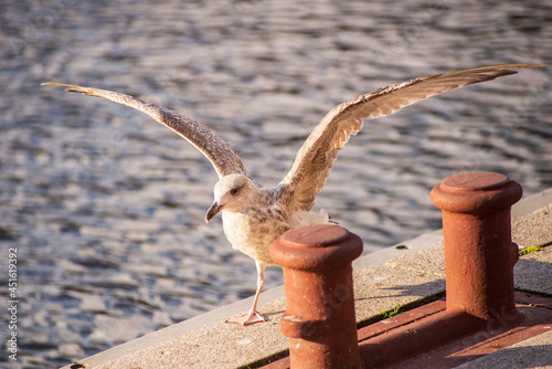 View of caspian gull flapping its wings on a pier photo