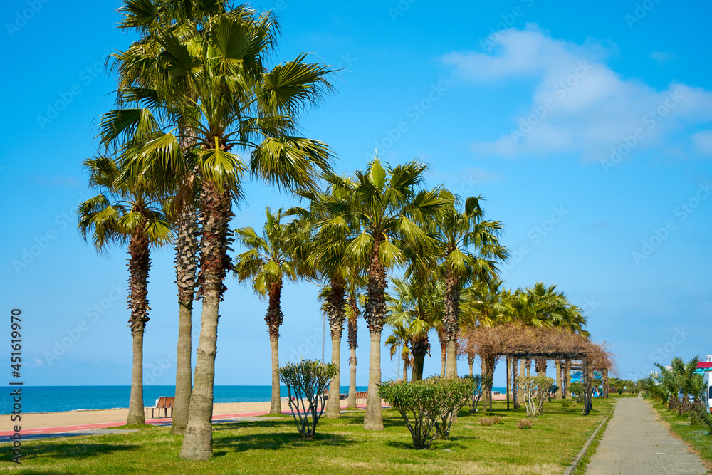 Rows of palm trees on the well-groomed modern waterfront of the resort town