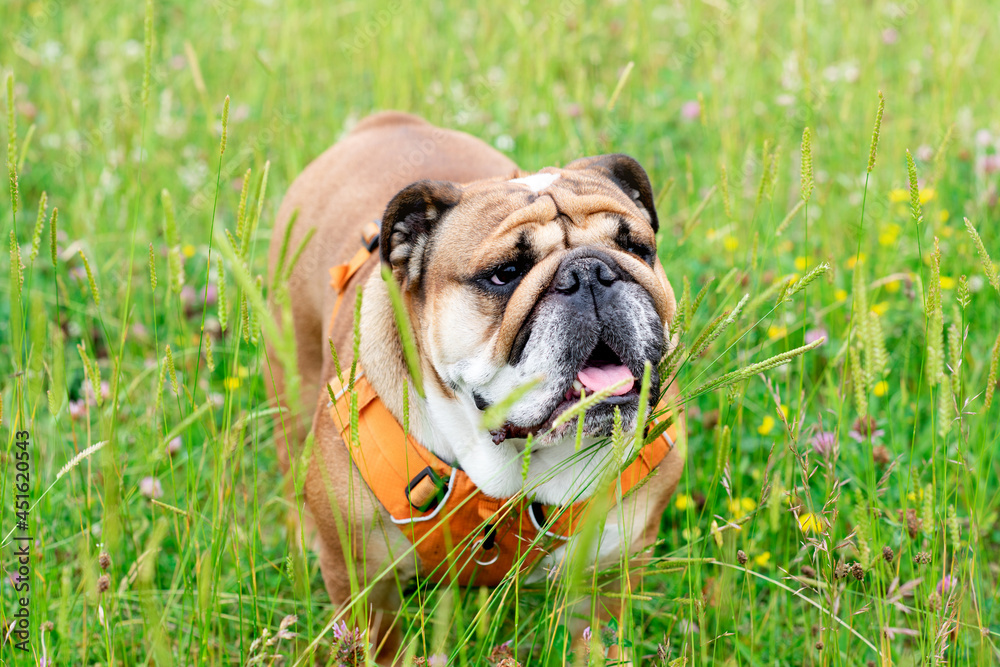 Red English British Bulldog in orange harness out for a walk standing on the dry grass in sunny day